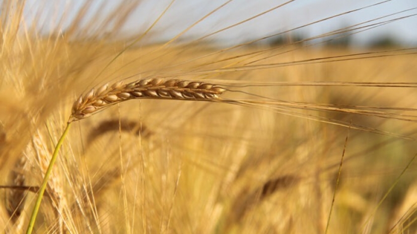 Celebran los cien años de la Chacra Experimental Integrada Barrow, dedicada al mejoramiento del trigo