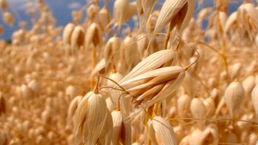 Avenas para grano: una alternativa para la rotación de la región