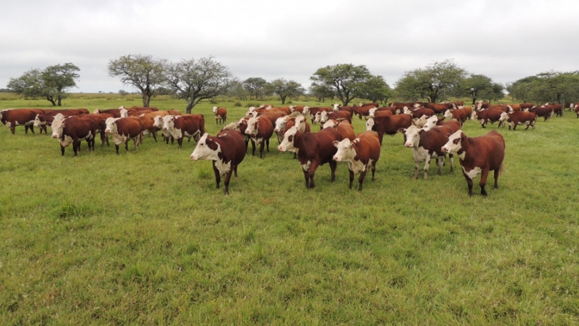 Santa Fe a la vanguardia en la producción de carne bovina a nivel nacional