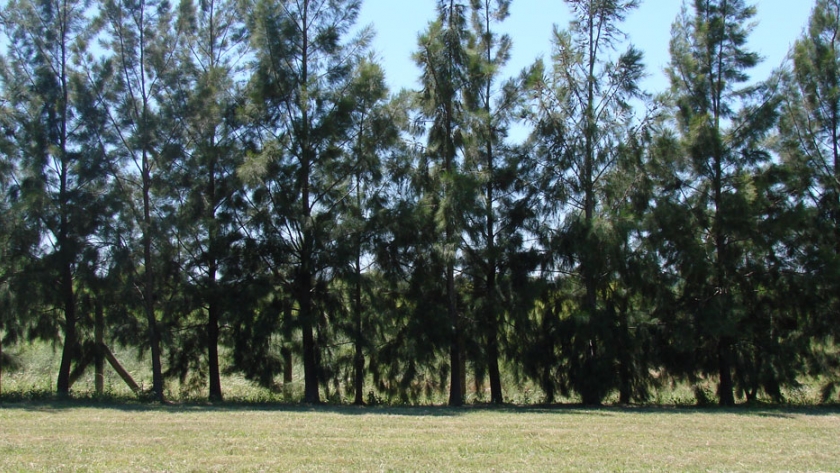 Hasta el 16 de octubre se pueden presentar proyectos de preservación de bosques nativos de Entre Ríos