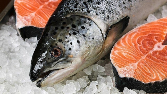 El sur se conecta al mundo: salmones, turismo y vuelos directos para potenciar a Magallanes