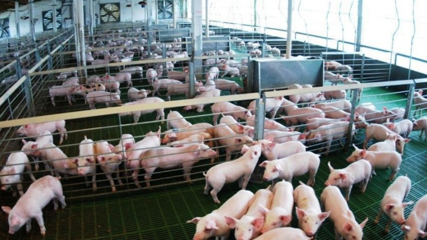 La producción porcina China se recuperaría un 9,5%