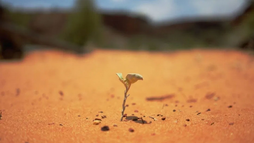 7 impactos del cambio climático en la agricultura sudafricana