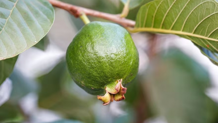 La fruta rica en proteínas que fortalece los huesos y ayuda a ganar masa muscular