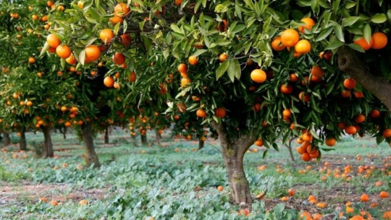 The distinctive oranges of Valencia and global orange cultivation