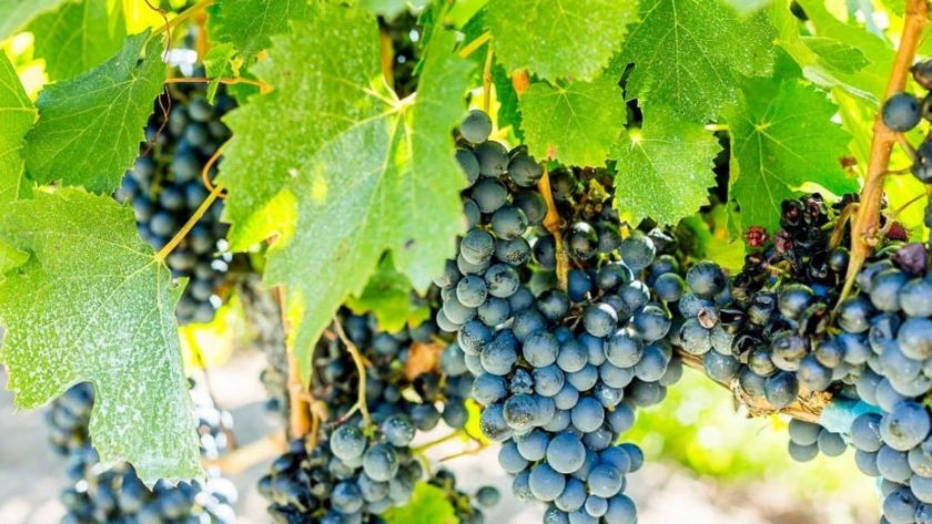 Con distintas actividades celebramos el Día Internacional del Malbec de Altura