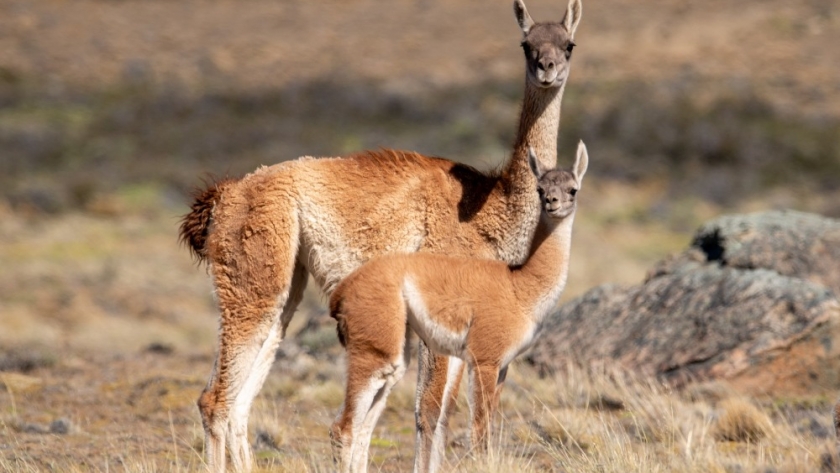 El guanaco: una fuente inexplorada de oportunidades para el agregado de valor