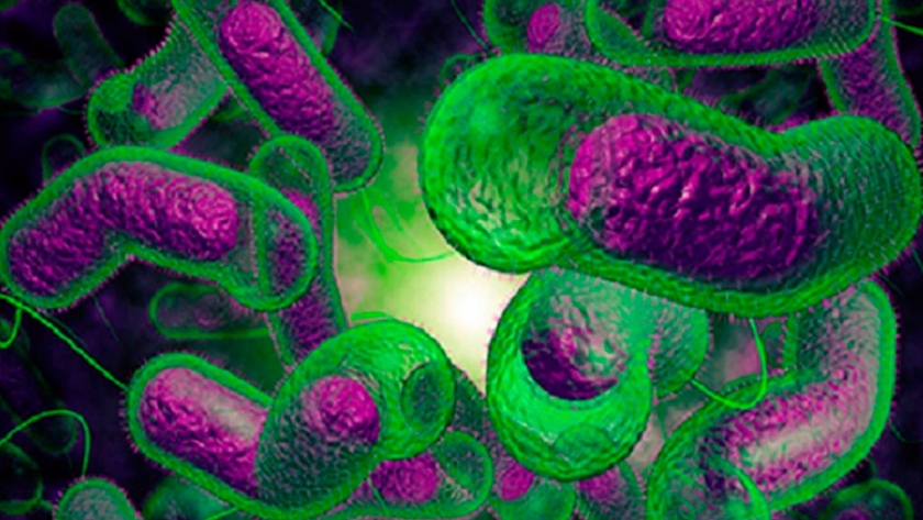 Tesis de la UCSC analiza de manera bibliográfica bacteria marina en Sudamérica y su impacto en la acuicultura
