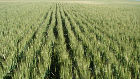 <400.000 ha menos de trigo en la región núcleo en este año versus 2021