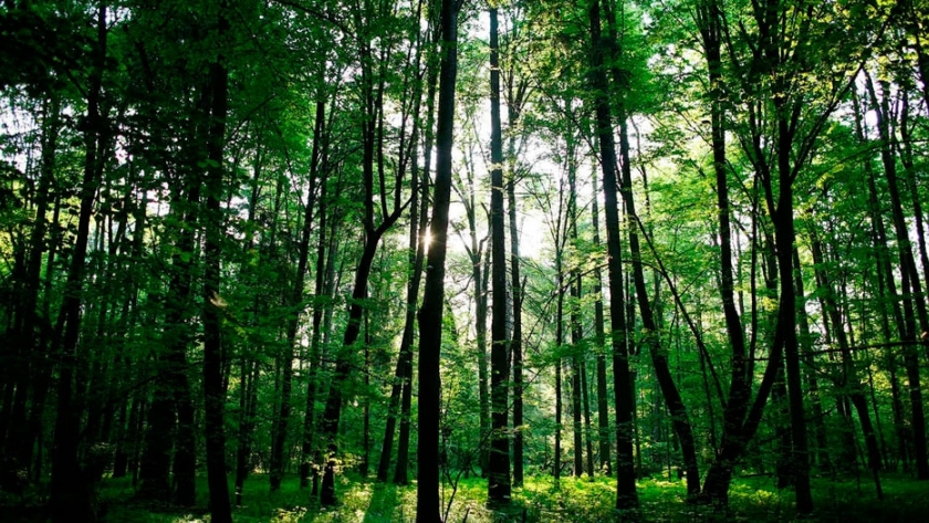 Científicos muestran preocupación por los bosques nativos de Córdoba