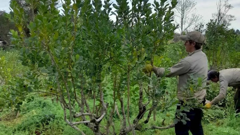 La Yerba Mate en Misiones : un pilar económico y social que se entrelaza con la riqueza natural de la provincia