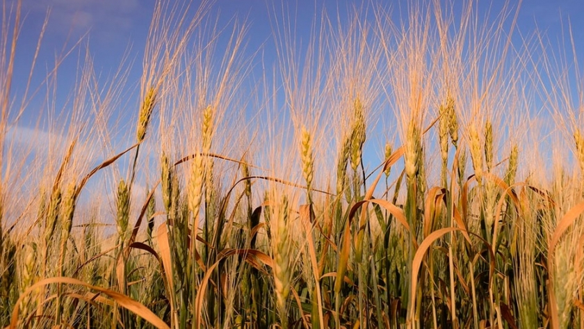 El trigo busca incrementar rendimiento y calidad