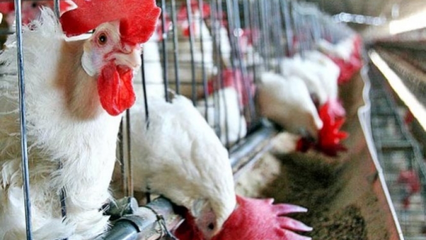 Se mantiene el estado de alerta preventivo sanitario contra el ingreso de la influenza aviar