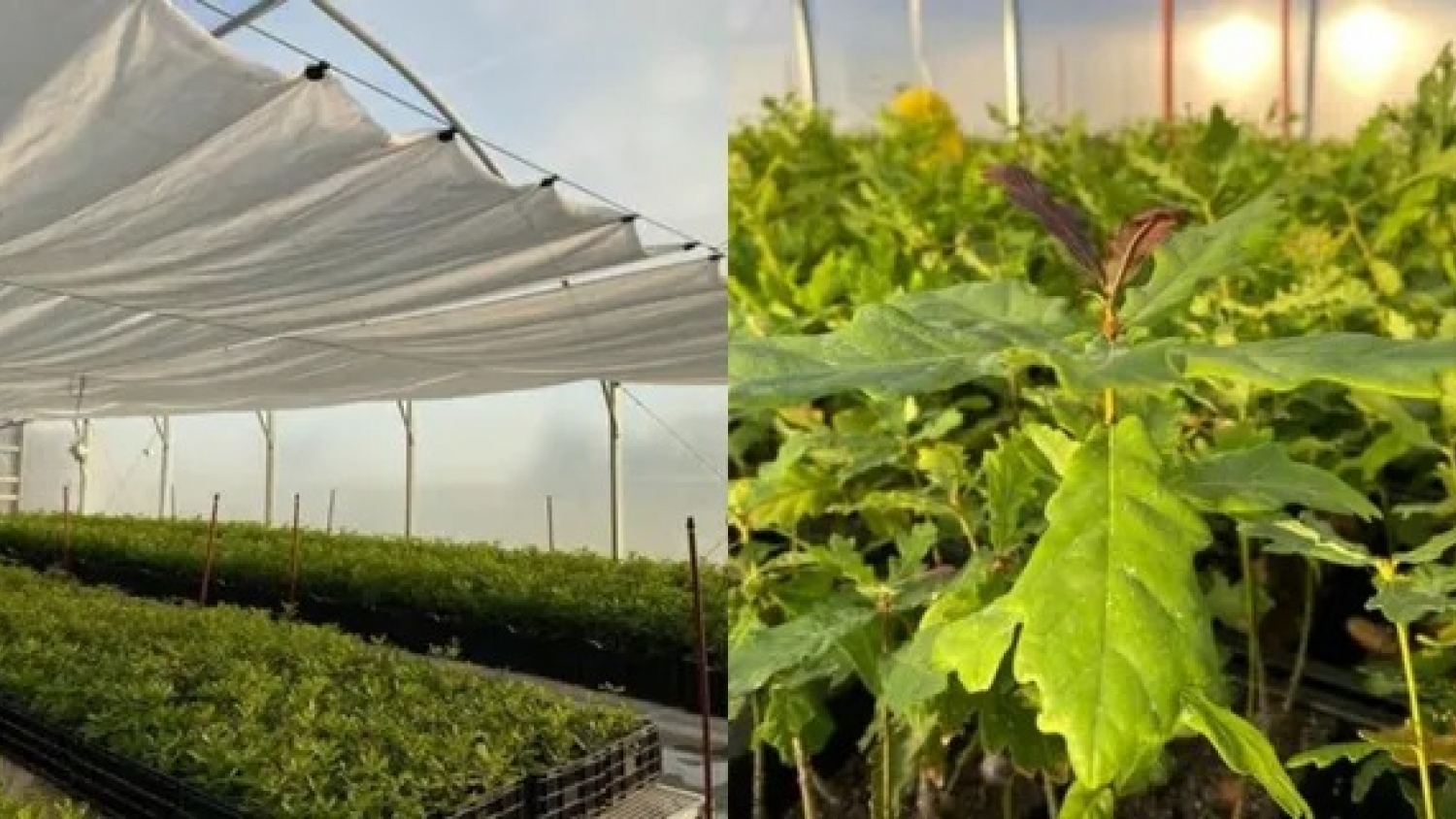 Cultivo de trufa negra: cuánto cuesta y cuánto puede rendir