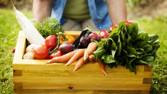 Alimentos orgánicos e inocuidad: Garantizando una alimentación saludable y segura