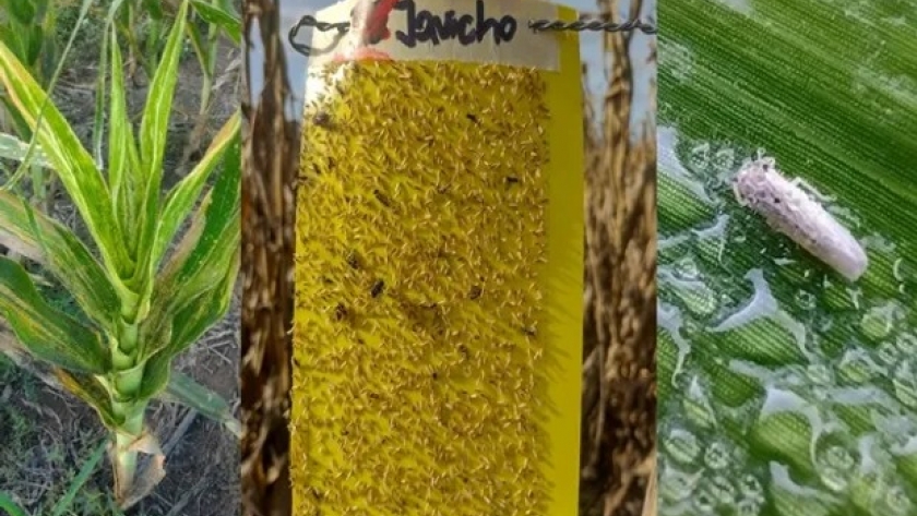 Esfuerzo inédito: instalan en Argentina una red de trampas para la chicharrita del maíz