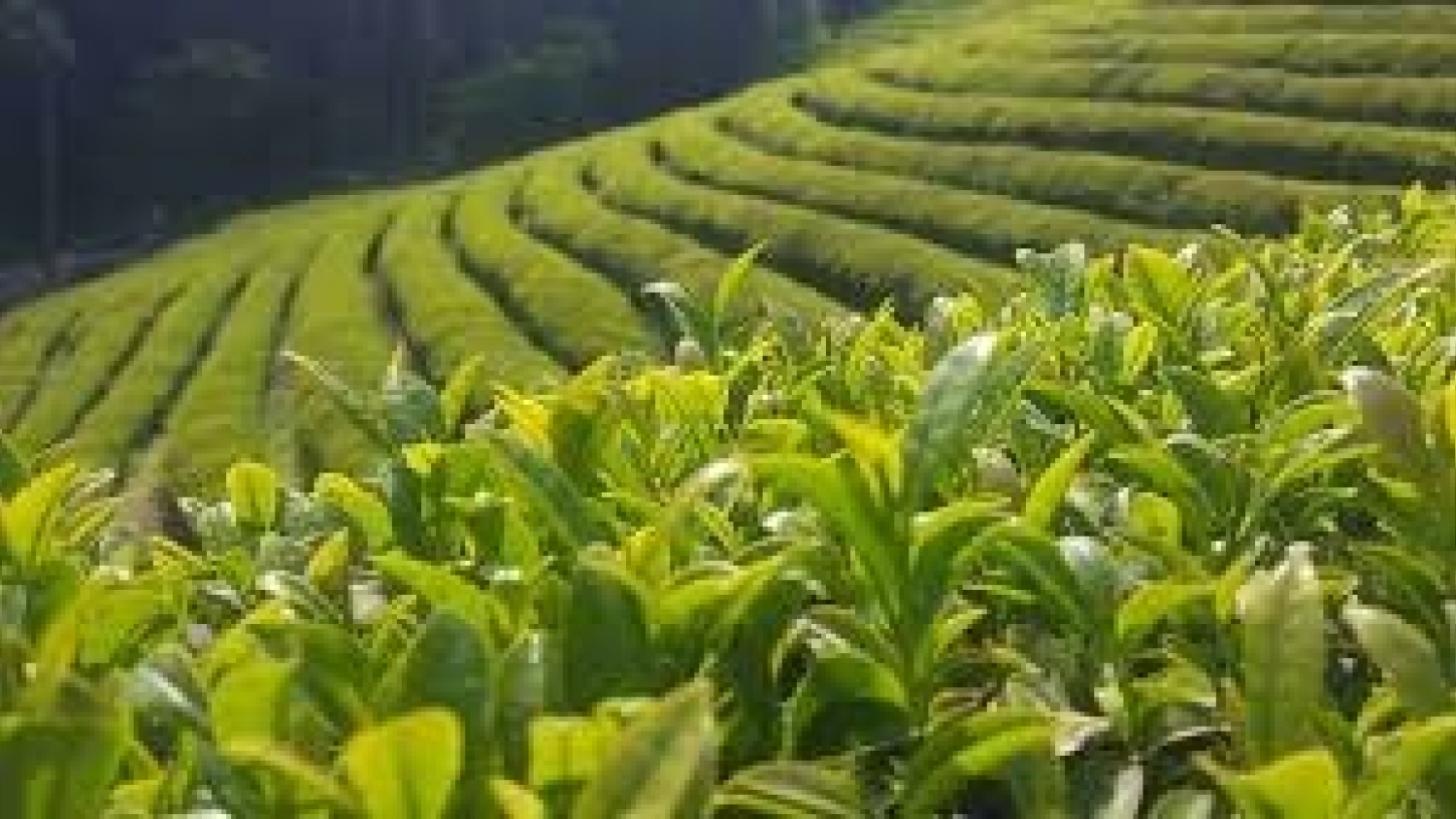 El INYM redefine su rol: simplificación normativa y énfasis en la calidad de la yerba mate