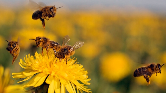 <La prolongada sequía afectó también a los apicultores