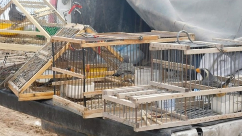 Si tenés aves silvestres en cautiverio, no las liberés sin antes recibir asesoramiento
