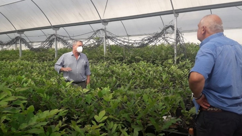 Planes Limón, Nuez Pecán y Palta: más impulso para el desarrollo de nuevas cuencas productivas en la provincia