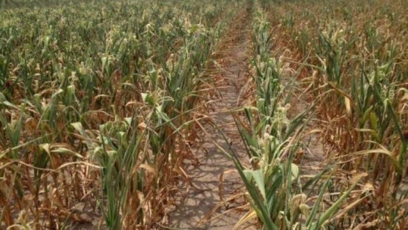Evolución de las condiciones climáticas y de los cultivos de verano, en el partido de San Nicolás, provincia de Buenos Aires