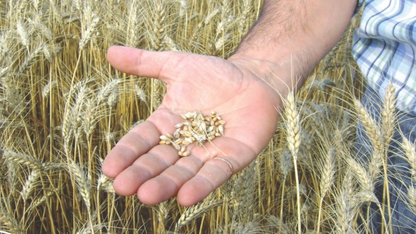 La calidad de los cereales franceses caen drásticamente después de una ola de frío y sequía