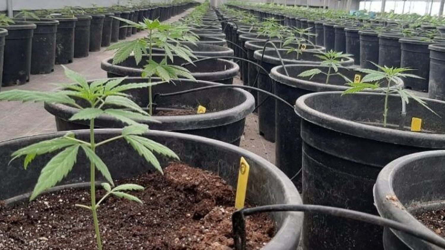 Cannabis medicinal: crean un registro transitorio para semillas y plantines mientras el régimen definitivo sigue demorado