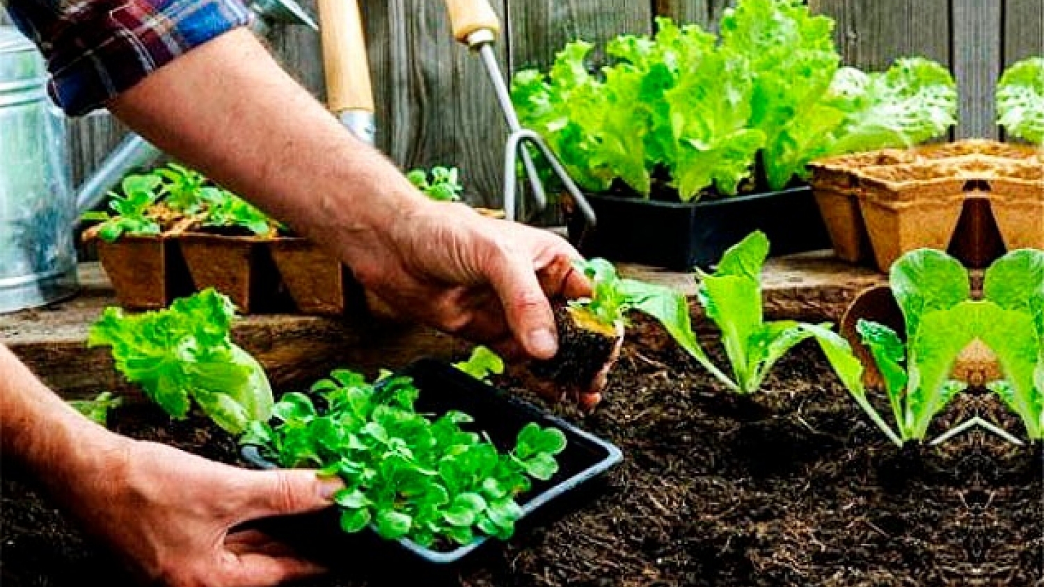 El calor desafía a la horticultura y crece el consumo de verduras y tubérculos en el NEA