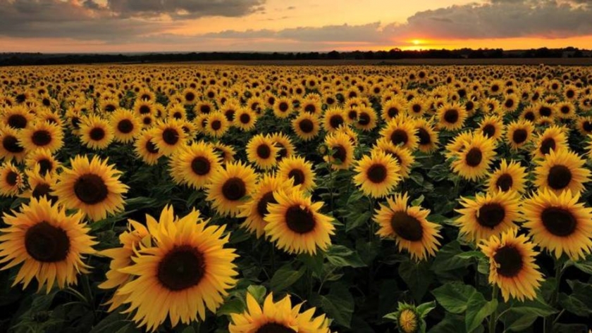 Girasoles para sonreír