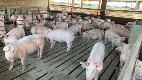 El lino, como base de mejora en la producción de carne porcina