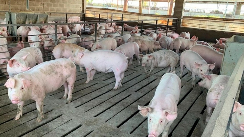 El lino, como base de mejora en la producción de carne porcina