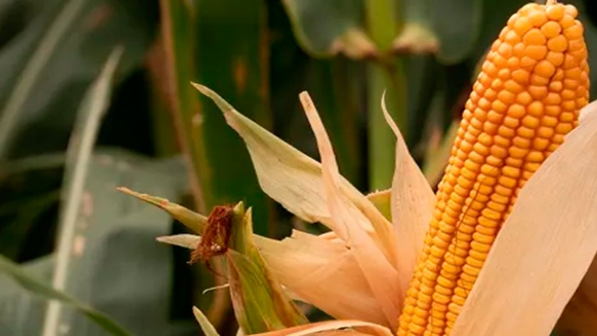 Maíz: 5 referentes técnicos del cultivo adelantan las características de los híbridos que vienen