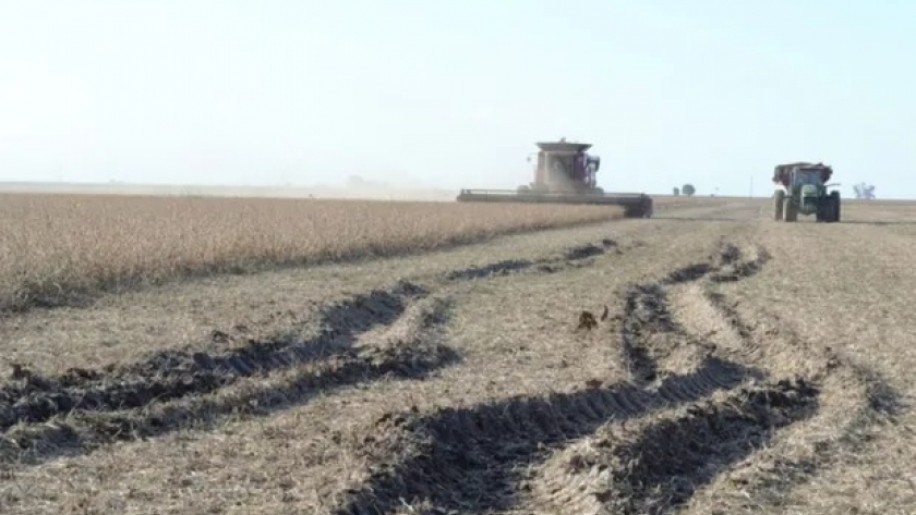 ¿Cuándo cosechar? La pregunta que se repite cuando la humedad es una limitante y la siembra de trigo se acerca