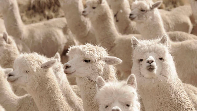 ¿Qué posibilidades de mercado posee la lana de camélidos?