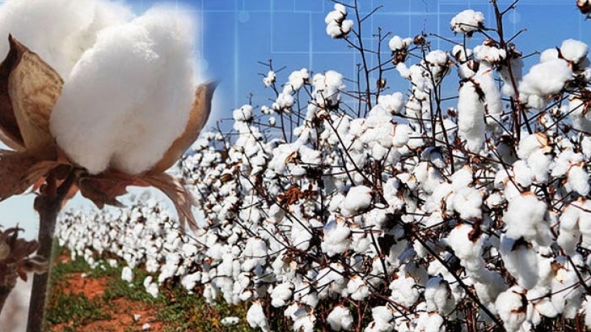 La industria del algodón no está preparada para la amenaza del cambio climático