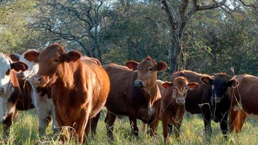 Está abierta la presentación de planes productivos que preserven los bosques nativos de Entre Ríos