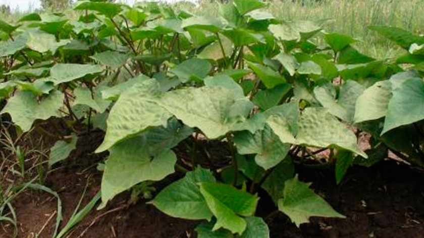 Cómo obtener plantines de batatas para el cultivo familiar