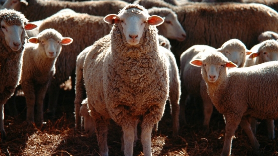 Detección y control de sarna ovina