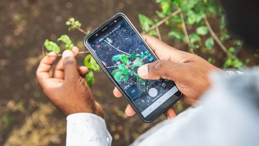 Plantix: la plataforma que reconoce enfermedades agrícolas con inteligencia artificial y da recomendaciones de manejo