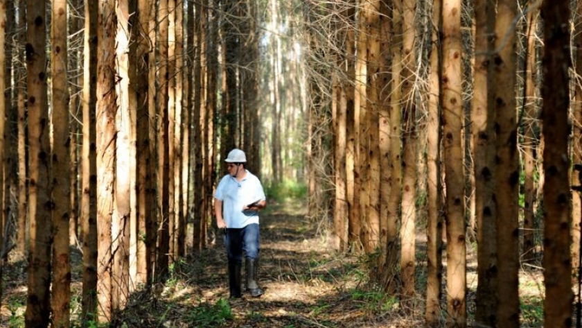 El sector forestal de Mato Grosso do Sul invertirá este año en 300 mil hectáreas de bosques cultivados