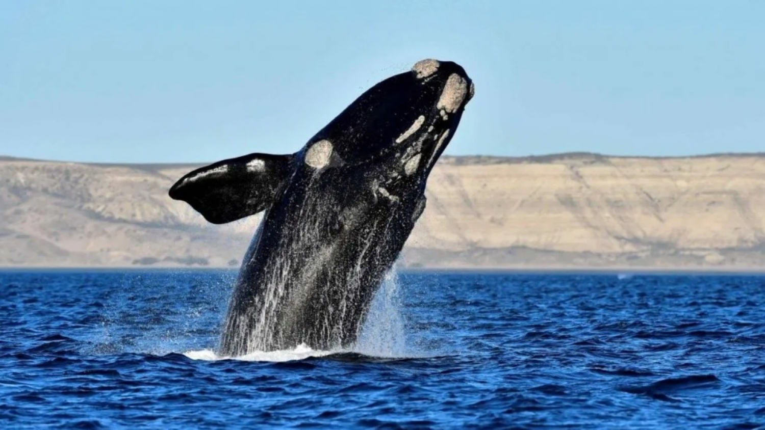 Las ballenas de Península Valdés, aliadas clave contra el cambio climático y la salud del océano