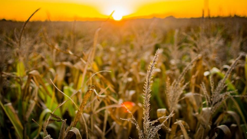 ¿Cómo planificar los impuestos en el agro?
