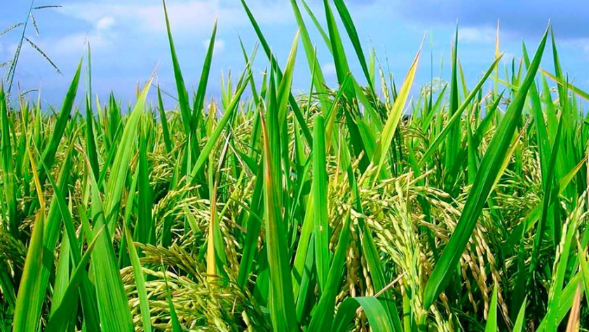 Detectan un mecanismo que puede ser clave para controlar una maleza del arroz