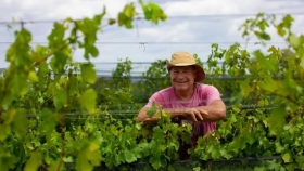 Productor busca posicionar a Entre Ríos como polo vitivinícola: “Pasear por Gualeguaychú es como caminar por Bordeaux”