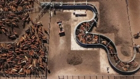 Alianza ganadera impulsa millonaria inversión para potenciar exportaciones de carne desde el norte argentino