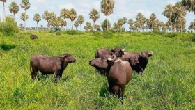 Búfalos y pastoreo rotativo: un productor del Chaco apuesta a un modelo sustentable que gana terreno