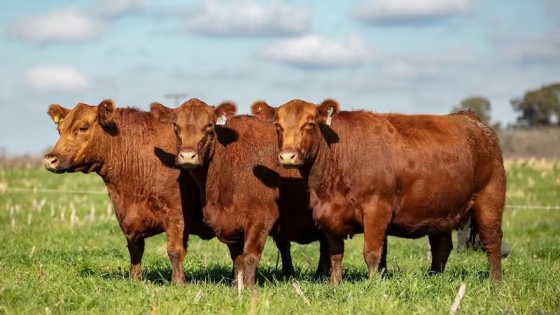 Compra de campo en La Pampa: Nirihuau sumó 8.652 hectáreas