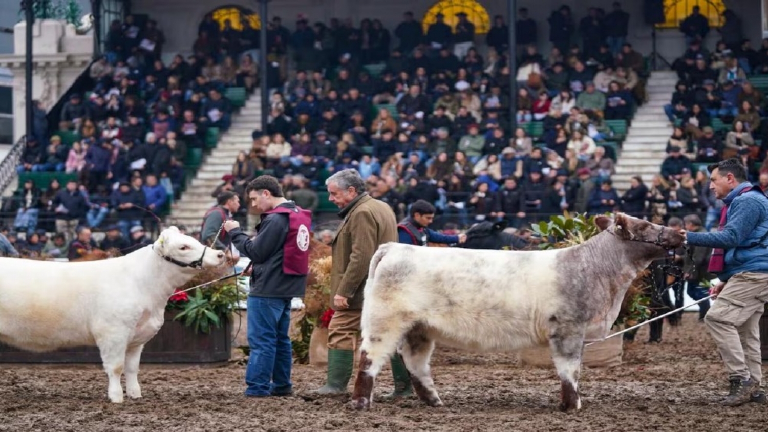 Expo Rural 2026: qué observan los jurados para elegir a los mejores animales de una muestra ganadera