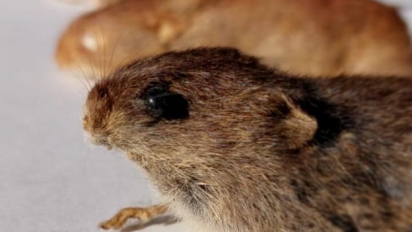 Hantavirus, recomendaciones para prevenir enfermedades con roedores rurales