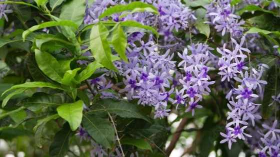 Petrea volubilis: la enredadera con flores violetas que no puede faltar en tu jardín
